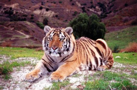tigre